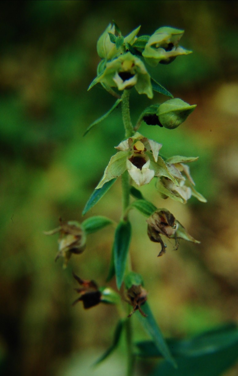 Epipactis helleborine / Elleborine comune